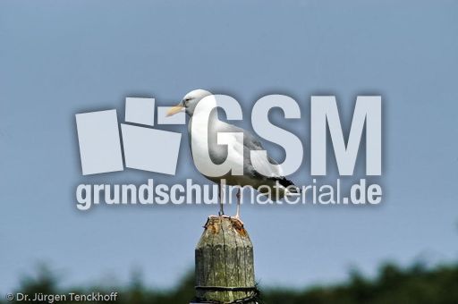 Silbermöve (1 von 5).jpg